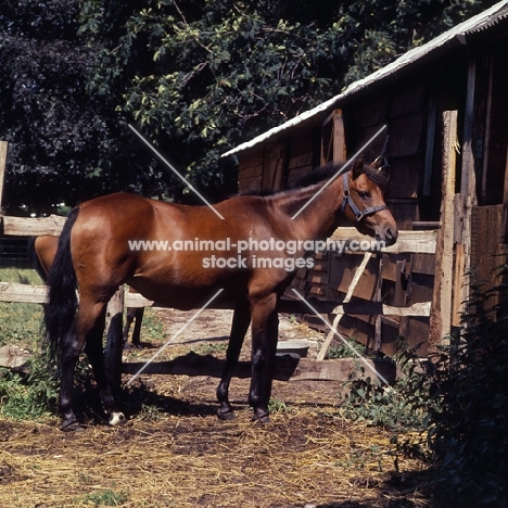 Caspian Pony full body