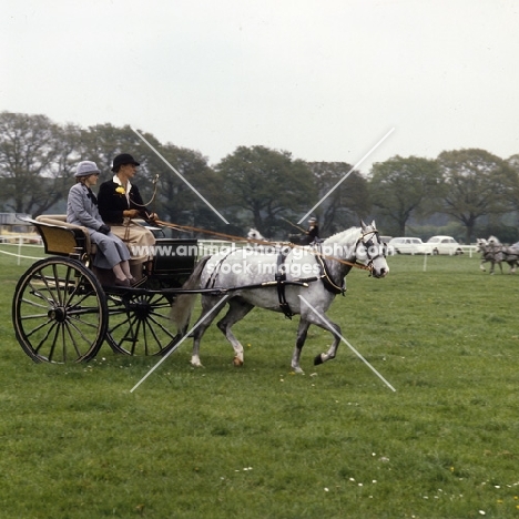 Australian Pony, driven