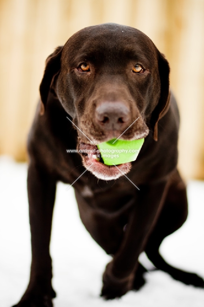 Chocolate Labrador getting up with ball