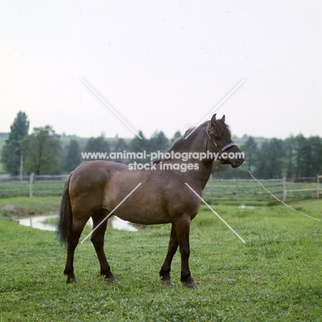 Lis, Konik pony stallion in poland