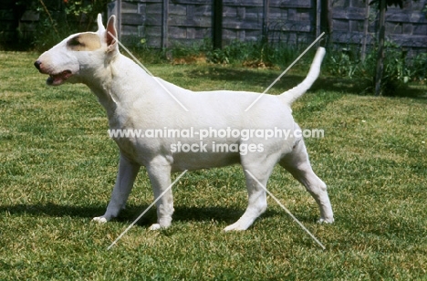 bull terrier walking on grass