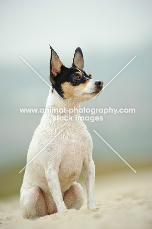 Toy Fox Terrier sitting on sand