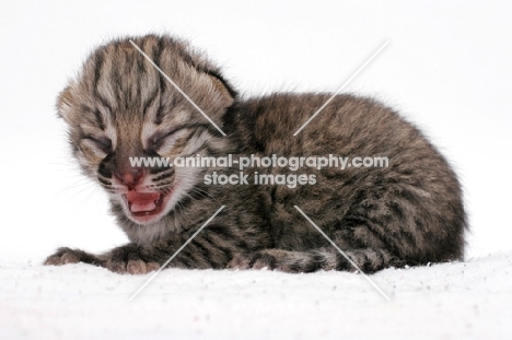 1 week old Geoffroy's kitten, Brown Spotted Tabby