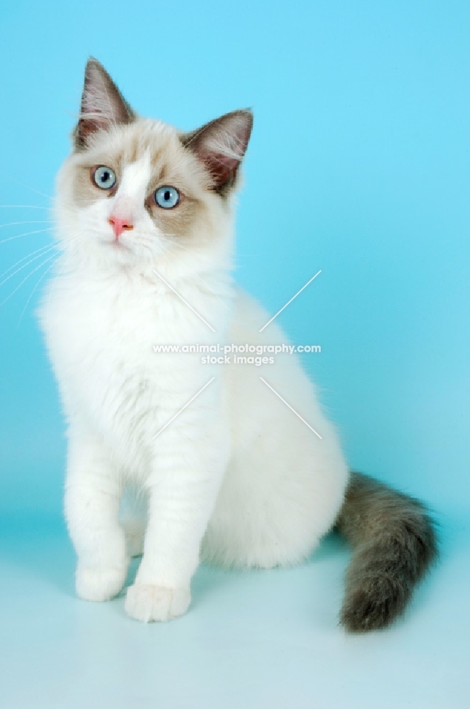 blue bi-colour ragdoll kitten