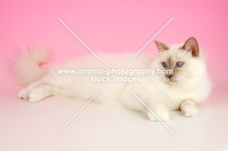 Lilac point Birman cat lying down