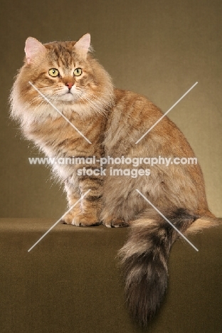 Siberian cat sitting down