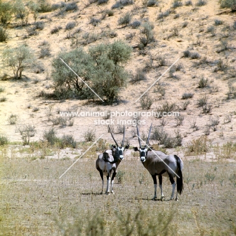 two gemsbok in the kalahari desert