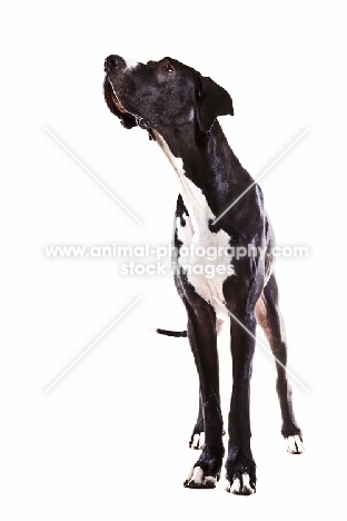 black and white great dane