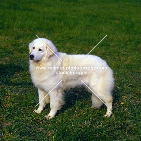 ch macsuibhne’s gypsy snowbunny,   hungarian kuvasz in usa