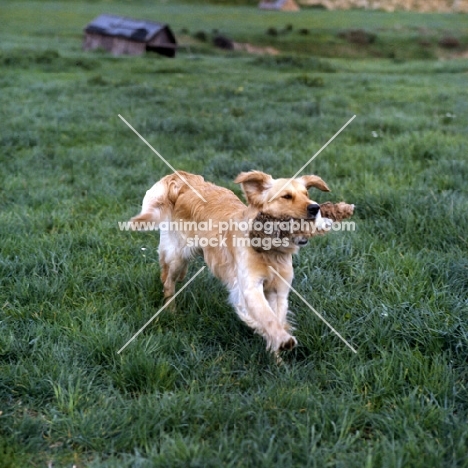 golden retriever retrieving dummy