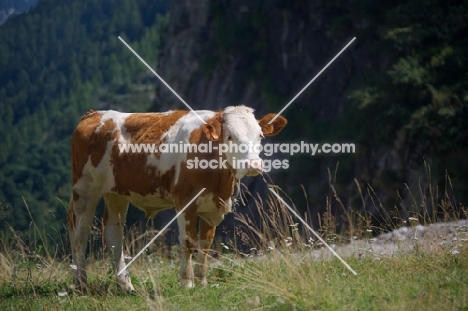 brown and white cow on the italian Alps