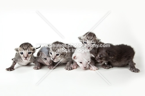 6 Peterbald kittens 12 days old