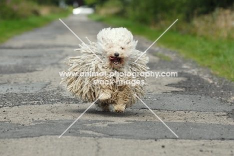 puli running