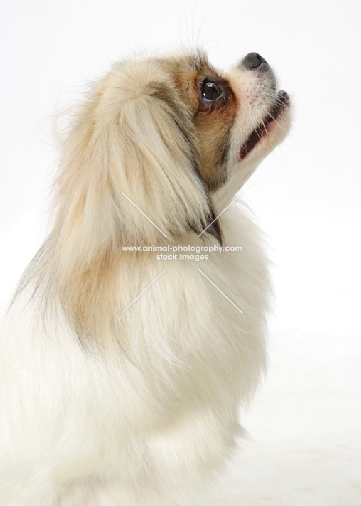 Parti Colour Tibetan Spaniel, looking up