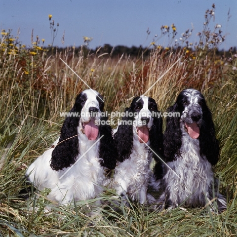 three english cocker spaniels sitting in long grass