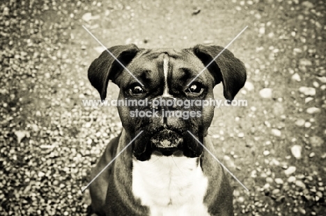 boxer sitting on gravel path