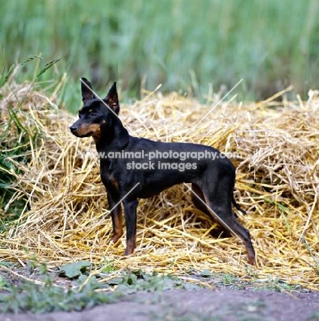 ch reeberrich katydid, english toy terrier standing on straw