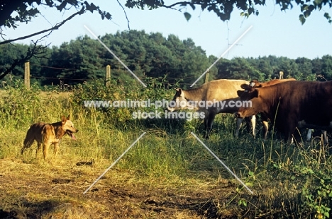 australian cattle dog working cattle