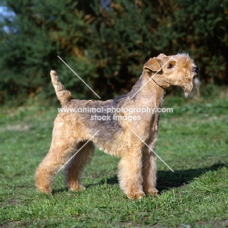 lakeland terrier in show coat standing on grass