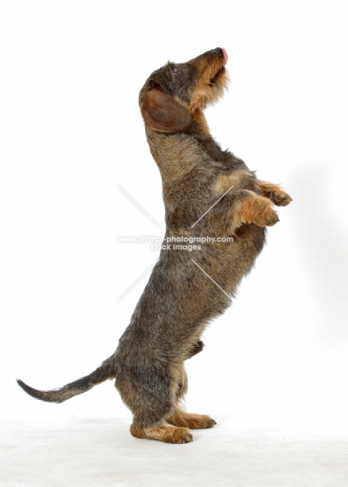 Dachshund Wirehaired on white background, standing on hind legs