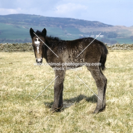 Eriskay Pony, Maggie's foal