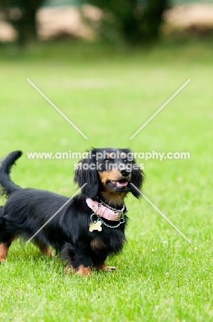 longhaired miniature Dachshund on grass