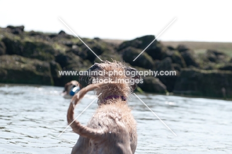 Lurcher near rocks