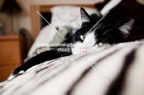cat on bedding