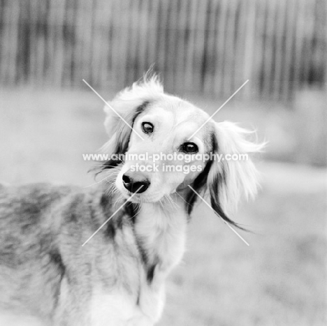 saluki portrait