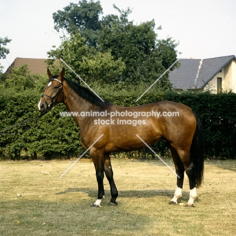 hanoverian mare