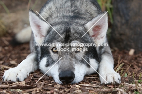 Wolf x German Shepherd