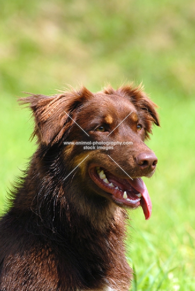 Australian Shepherd working type