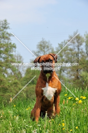 Boxer sitting down, with trees in background