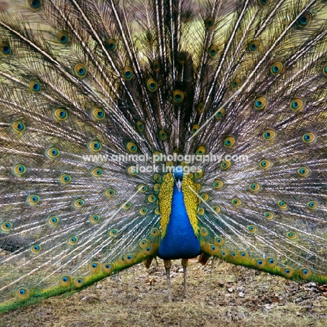 Indian blue peacock displaying its feathers