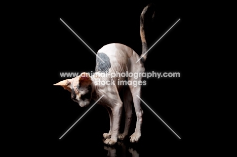 sphynx kitten with arched back