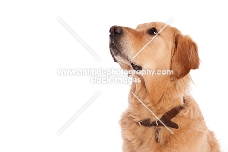 Golden Retriever looking up, waiting expectantly