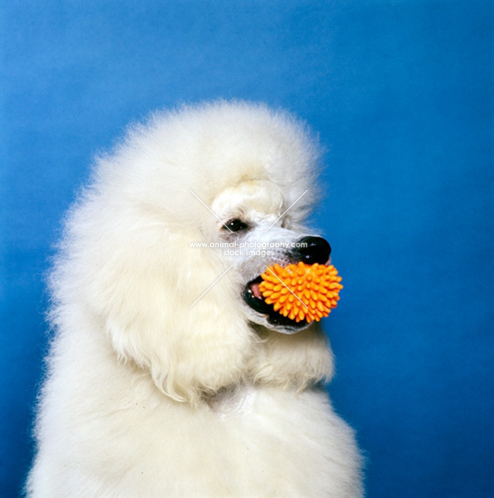 white standard poodle from vicmars holding toy 