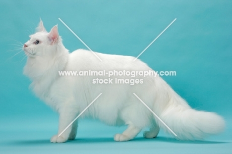 young white Maine Coon side view on blue background