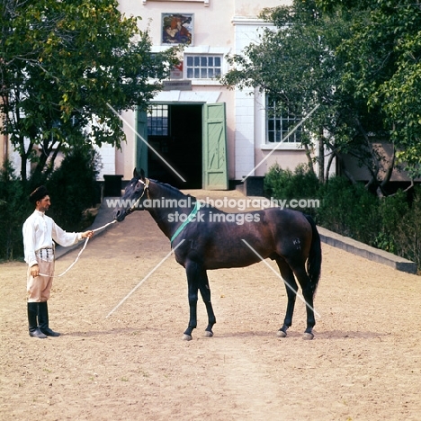 Anglo kabardine (3/4 thoroughbred) at Malo-Karach 