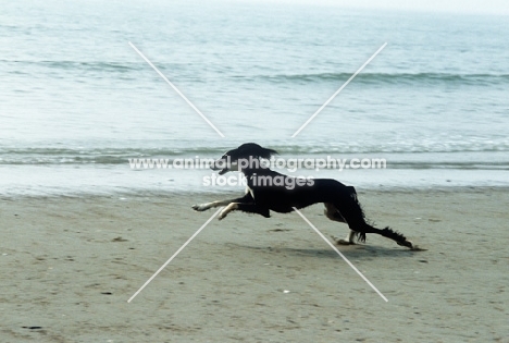 ch burydown hephzibah, saluki galloping on beach 