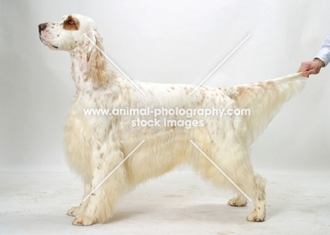 Orange Belton coloured Champion English Setter