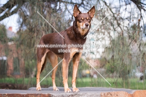 Kelpie standing on rock