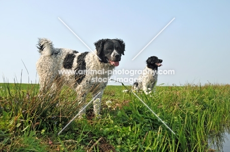 two Wetterhound dogs in field