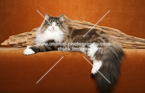 Norwegian Forest Cat near log