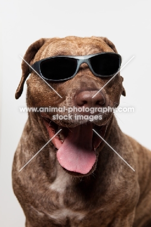 Dogo Canario dog in Sunglasses, 3 years old