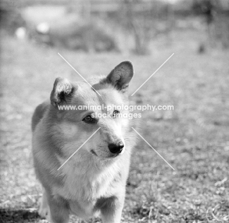 welsh corgi, pembroke