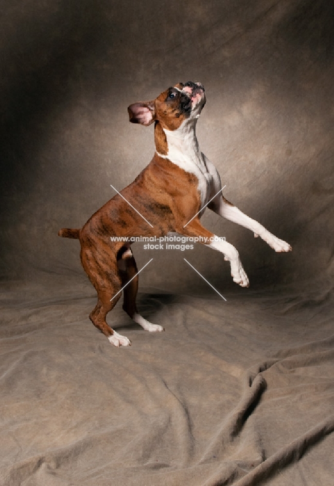 boxer, two legs in the air
