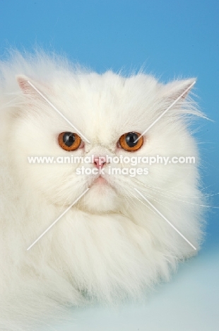 orange eyed white Persian portrait