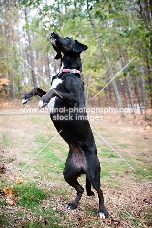 black lab mix standing up on hind legs