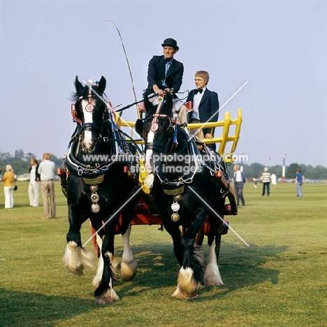 shire horses at display on smiths lawn